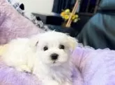 マルチーズ【石川県・男の子・2024年6月6日・ホワイト】の写真5