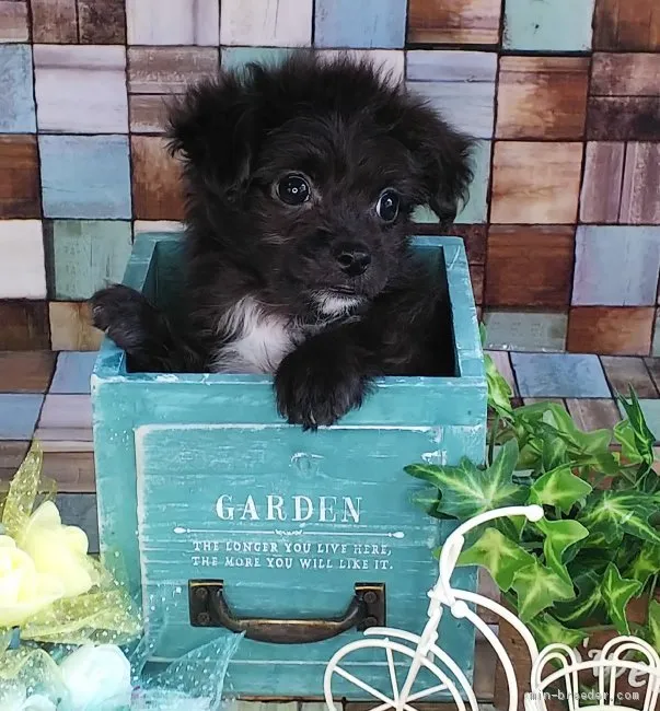 まゆみん 様のお迎えした子犬