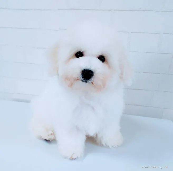 ID:2110-03611の子犬