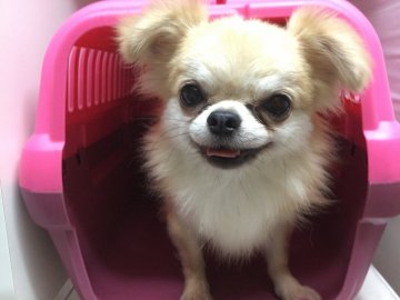 チワワ(ロング)【香川県・男の子・2016年5月4日・フォーン&ホワイト】の写真「お顔の可愛い短足ちゃん」