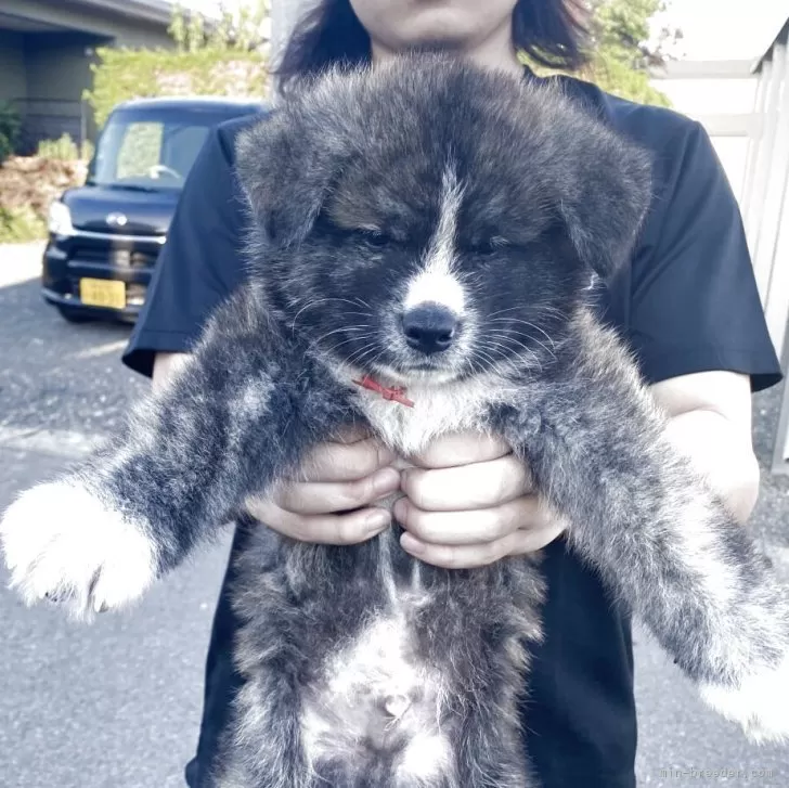 ID:2507-03437の子犬