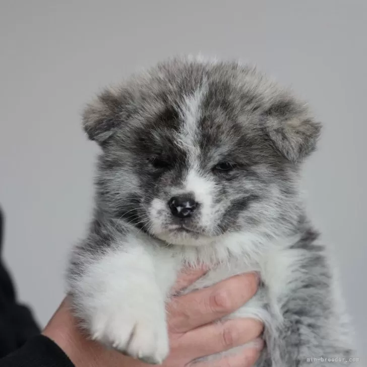 ID：2503-00042の子犬