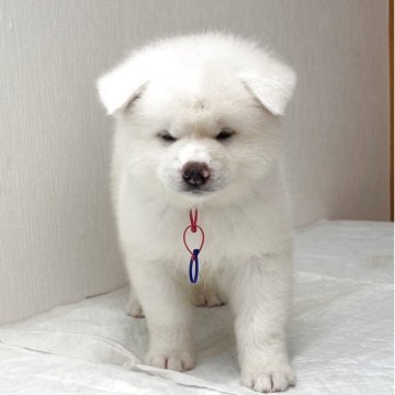 秋田犬【青森県・男の子・2025年6月27日・白】の写真「真っ白な男の子」