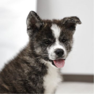 秋田犬【青森県・男の子・2025年7月28日・虎毛】の写真「顔つきがとても素晴らしく縞目の綺麗な子」