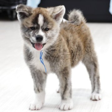 秋田犬【青森県・男の子・2025年5月30日・虎毛】の写真「綺麗な赤虎の男の子」