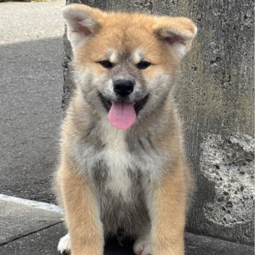 秋田犬【青森県・男の子・2025年6月27日・赤毛】の写真「凛々しい顔立ち」
