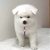 秋田犬