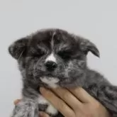 秋田犬【青森県・女の子・2024年12月11日・虎毛】の写真1