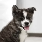 秋田犬