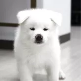秋田犬