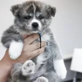 秋田犬