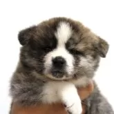 秋田犬