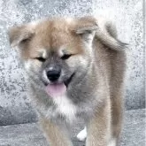 秋田犬