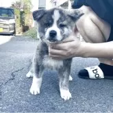 秋田犬
