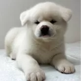 秋田犬