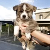 秋田犬