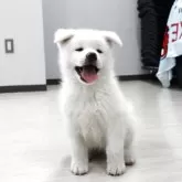 秋田犬【青森県・男の子・2025年7月28日・白】の写真2