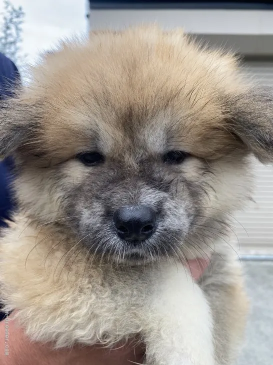 ID：2108-00694の子犬