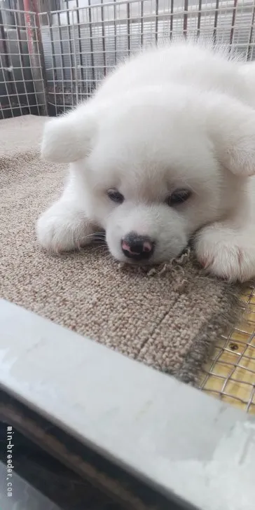 ID：2102-02343の子犬