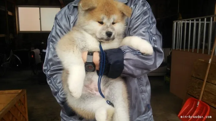 ID：1712-00860の子犬