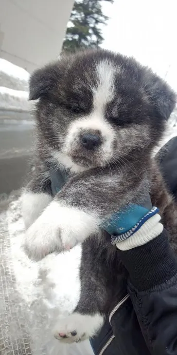 ID：2102-00754の子犬