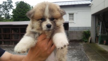 秋田犬【青森県・女の子・2016年6月11日・赤毛】の写真「綺麗な赤毛になります。」