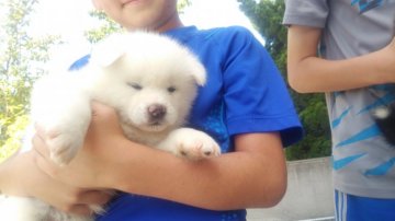 秋田犬【青森県・女の子・2018年7月6日・白毛】の写真「綺麗な白毛の女の子」