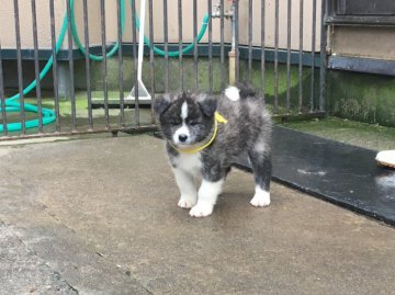 秋田犬【青森県・男の子・2018年8月4日・虎毛】の写真「綺麗な縞目の男の子」