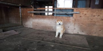 秋田犬【青森県・男の子・2018年8月24日・赤】の写真「綺麗な赤毛」