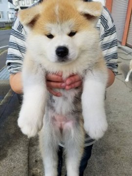 秋田犬【青森県・女の子・2017年8月14日・赤毛】の写真「赤毛のメス♀です。」