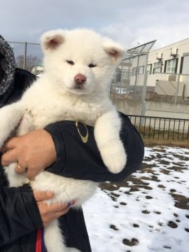 秋田犬【青森県・女の子・2019年11月8日・白】の写真「綺麗な純白の女の子」