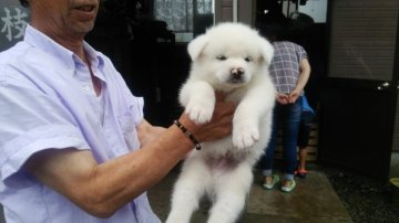 秋田犬【青森県・男の子・2017年6月6日・白】の写真「綺麗な白毛の男の子」