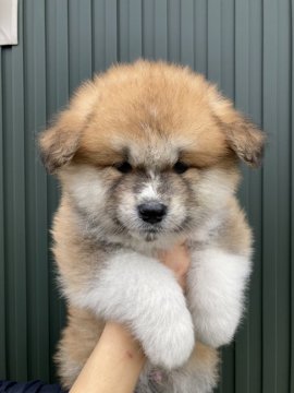 秋田犬【青森県・男の子・2021年9月15日・赤】の写真「長毛の男の子」