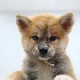 秋田犬【青森県・女の子・2023年7月5日・赤】の写真1「8／25撮影。綺麗な目です。美人になりますよ。」
