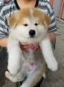秋田犬【青森県・男の子・2017年8月14日・赤毛】の写真1「10/7撮影」
