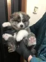 秋田犬【青森県・男の子・2020年12月17日・虎毛】の写真1「1/23撮影」
