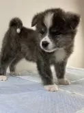 秋田犬【青森県・女の子・2024年4月27日・虎毛】の写真3