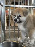 秋田犬【青森県・男の子・2022年6月15日・赤】の写真3