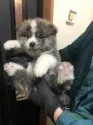 秋田犬【青森県・男の子・2020年12月17日・虎毛】の写真5