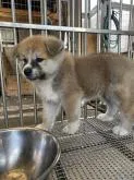 秋田犬【青森県・男の子・2022年6月15日・赤】の写真5