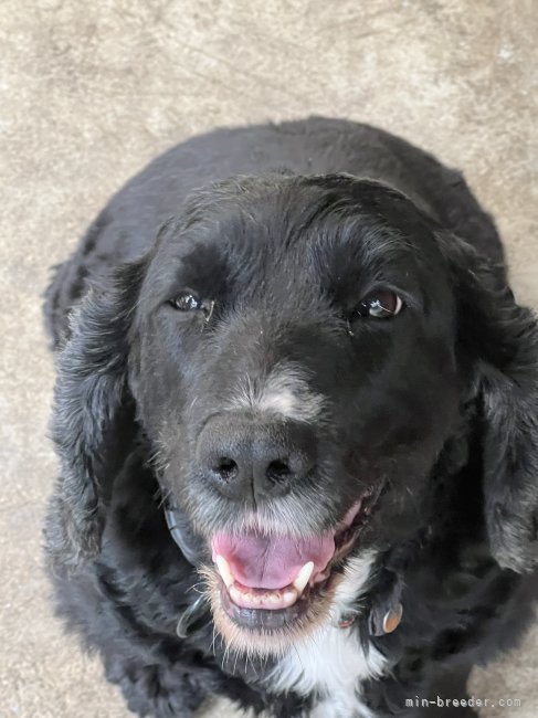 中村　ジーナ(なかむら　じーな)ブリーダー(茨城県・イングリッシュコッカースパニエルなど・JKC登録)の紹介写真6