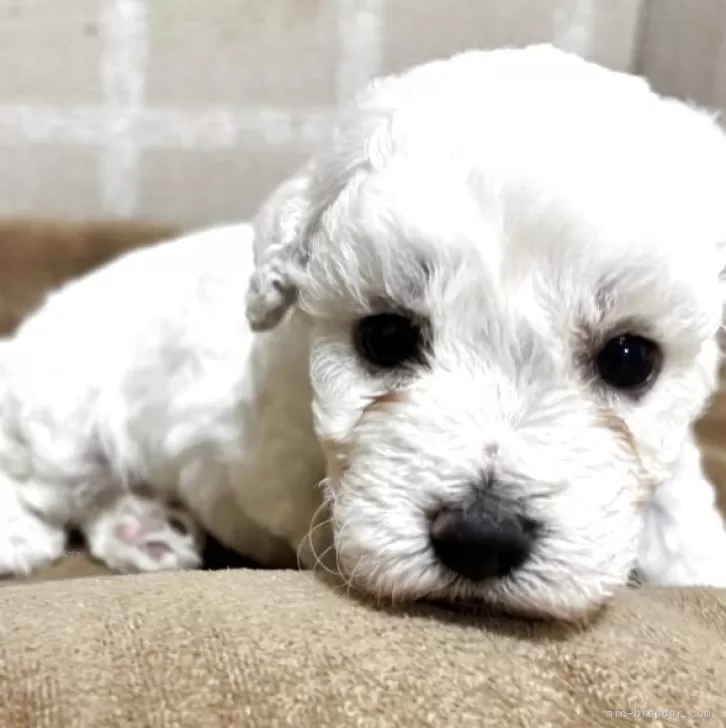 ID:2507-04484の子犬