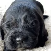 イングリッシュコッカースパニエル【茨城県・男の子・2025年10月17日・ブラック】の写真1