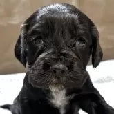 イングリッシュコッカースパニエル