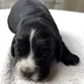 イングリッシュコッカースパニエル