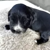 イングリッシュコッカースパニエル