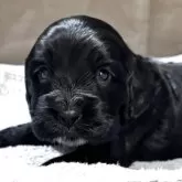 イングリッシュコッカースパニエル