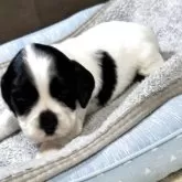 イングリッシュコッカースパニエル