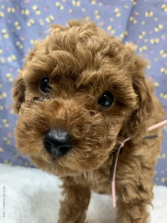 ID：2106-03422の子犬