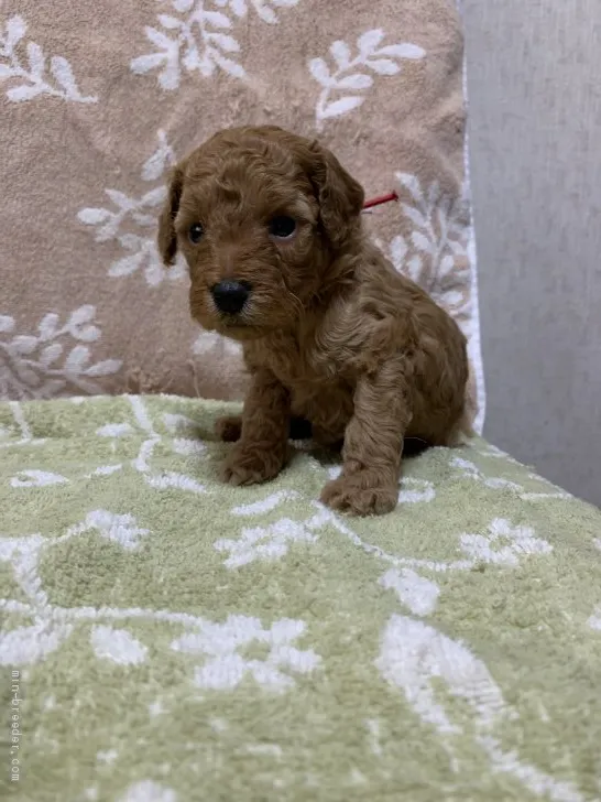 ID：2106-03419の子犬